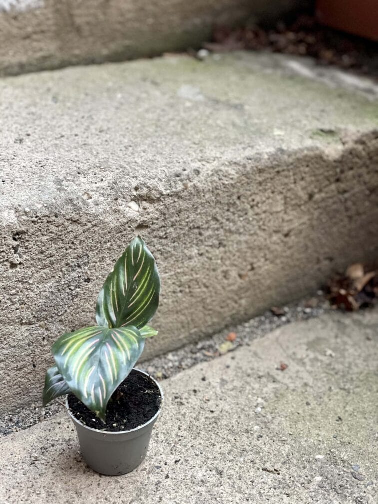 Zdjęcie rośliny Calathea Beauty Star, ujęcie 3