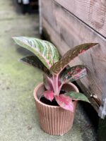 Zdjęcie rośliny Aglaonema Florida, ujęcie 1