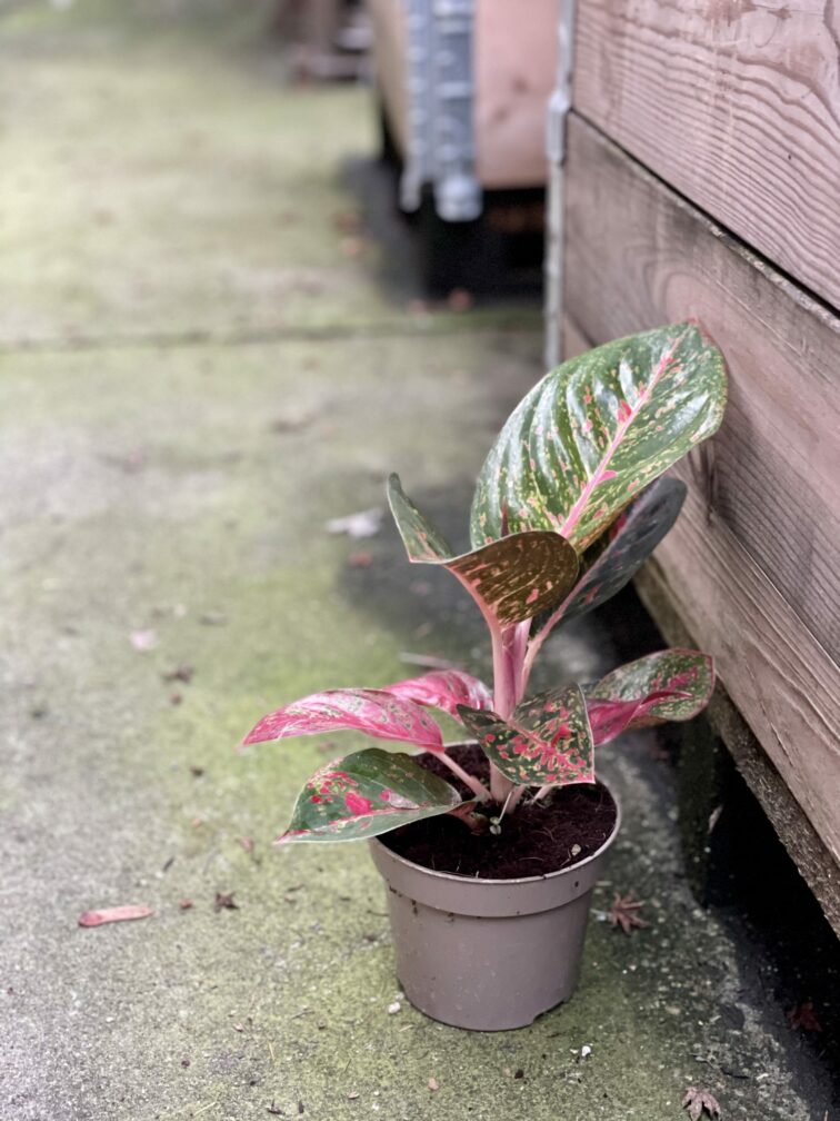 Zdjęcie rośliny Aglaonema Florida, ujęcie 2