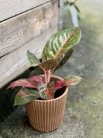 Zdjęcie rośliny Aglaonema Florida, ujęcie 3