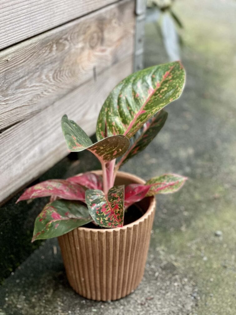 Zdjęcie rośliny Aglaonema Florida, ujęcie 3