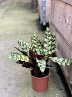 Zdjęcie rośliny Calathea Lancifolia, ujęcie 1