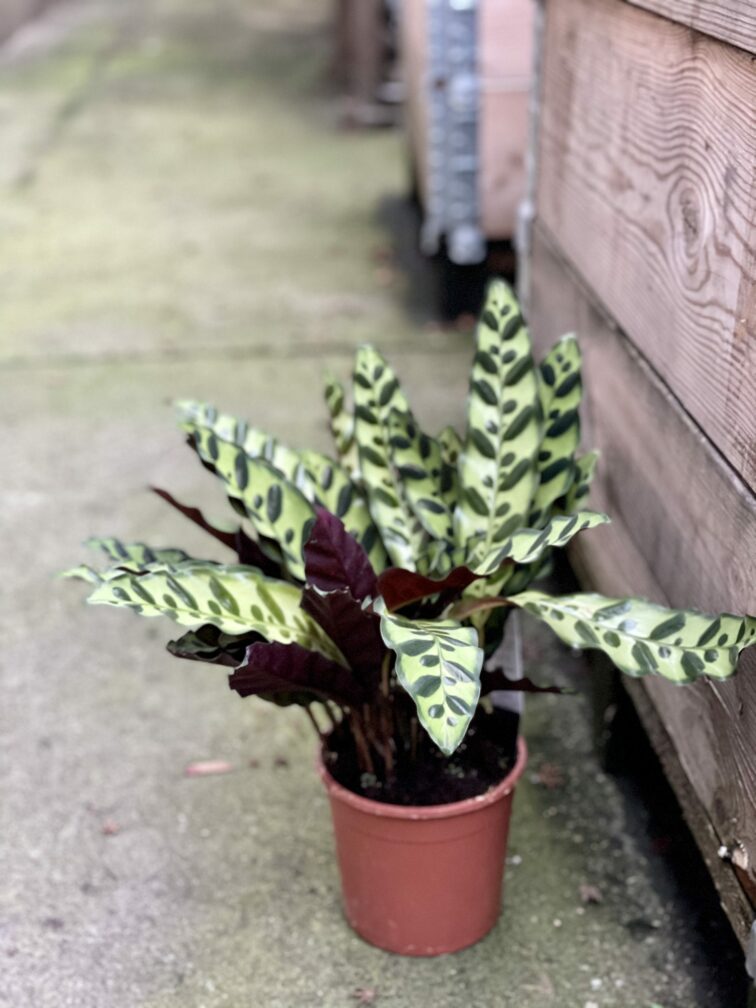 calathea-lancifolia_14x50-1_1610202364.0.jpg Zdjęcie rośliny Calathea Lancifolia, ujęcie 1