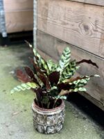 Zdjęcie rośliny Calathea Lancifolia, ujęcie 3