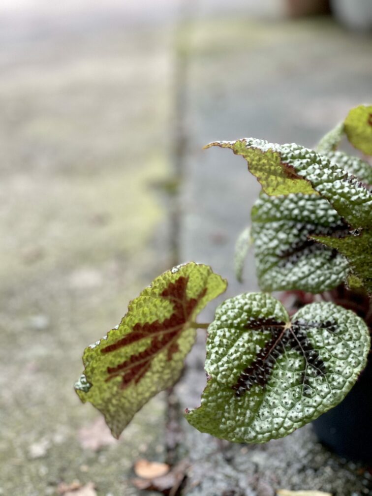 Zdjęcie rośliny Begonia masoniana "Mountain Explore", ujęcie 3