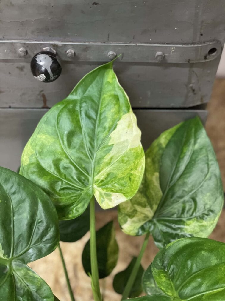Zdjęcie rośliny Alocasia cucullata variegata nr 1, ujęcie 1