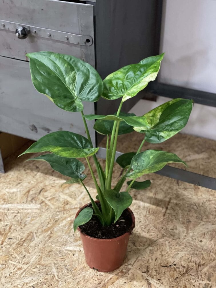 Zdjęcie rośliny Alocasia cucullata variegata nr 1, ujęcie 2