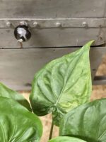 Zdjęcie rośliny Alocasia cucullata variegata nr 2, ujęcie 2