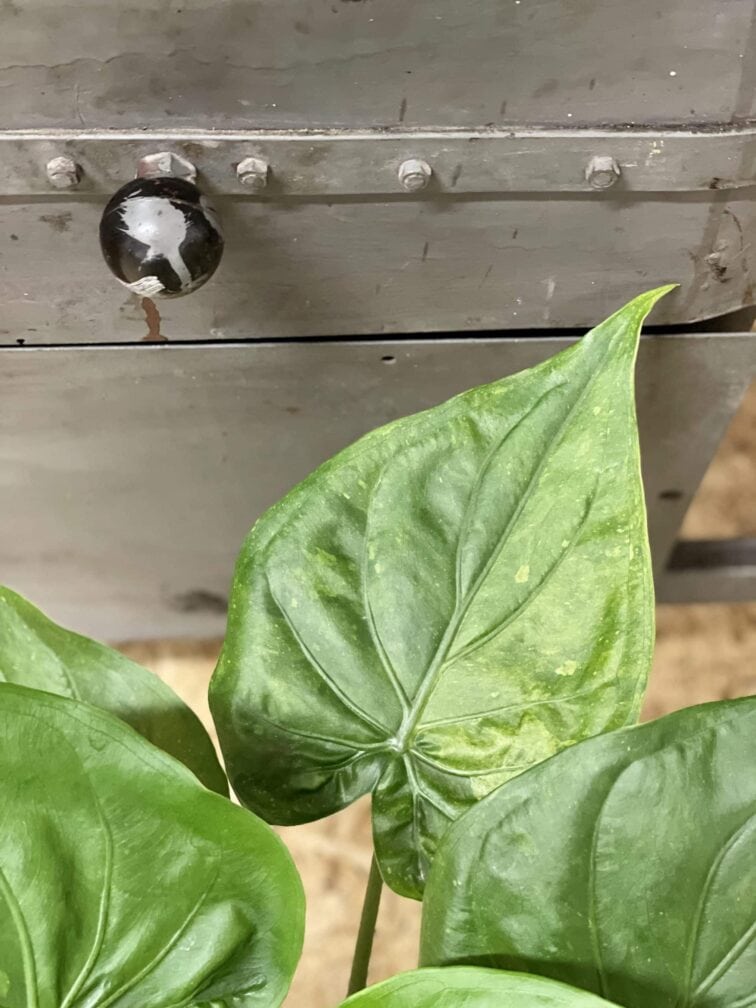 Zdjęcie rośliny Alocasia cucullata variegata nr 2, ujęcie 2