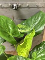 Zdjęcie rośliny Alocasia cucullata variegata nr 3, ujęcie 1