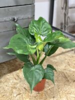Zdjęcie rośliny Alocasia cucullata variegata nr 3, ujęcie 2