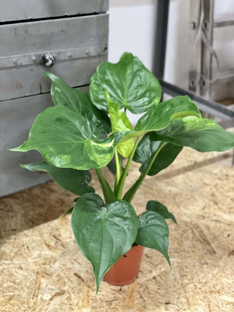 Zdjęcie rośliny Alocasia cucullata variegata nr 3, ujęcie 2