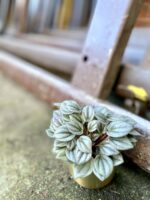 Zdjęcie rośliny Peperomia Milano, ujęcie 2