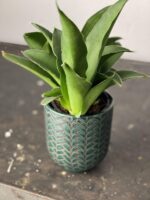 Zdjęcie doniczki lub oslonki: Osłonka Fishbone Green 9x11 cm, ujęcie 2