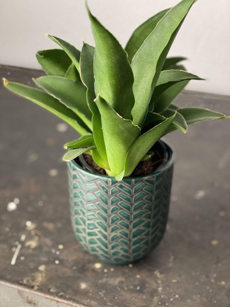 Zdjęcie doniczki lub oslonki: Osłonka Fishbone Green 9x11 cm, ujęcie 2
