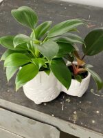 Zdjęcie doniczki lub oslonki: Osłonka Twins 6x5 cm, ujęcie 2