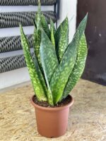 Zdjęcie rośliny Sansevieria Jiboia, ujęcie 1