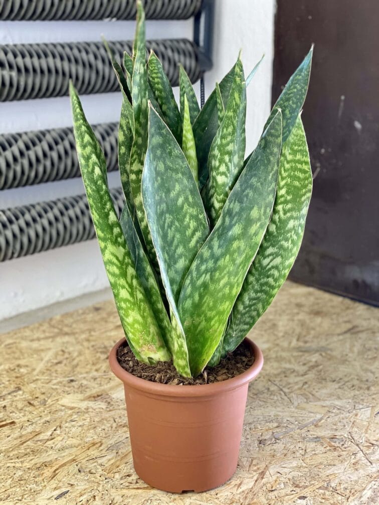 sansevieria-jiboia_27x70-1_1610708051.0.jpg Zdjęcie rośliny Sansevieria Jiboia, ujęcie 1