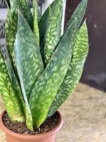 Zdjęcie rośliny Sansevieria Jiboia, ujęcie 2