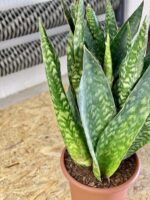 Zdjęcie rośliny Sansevieria Jiboia, ujęcie 3