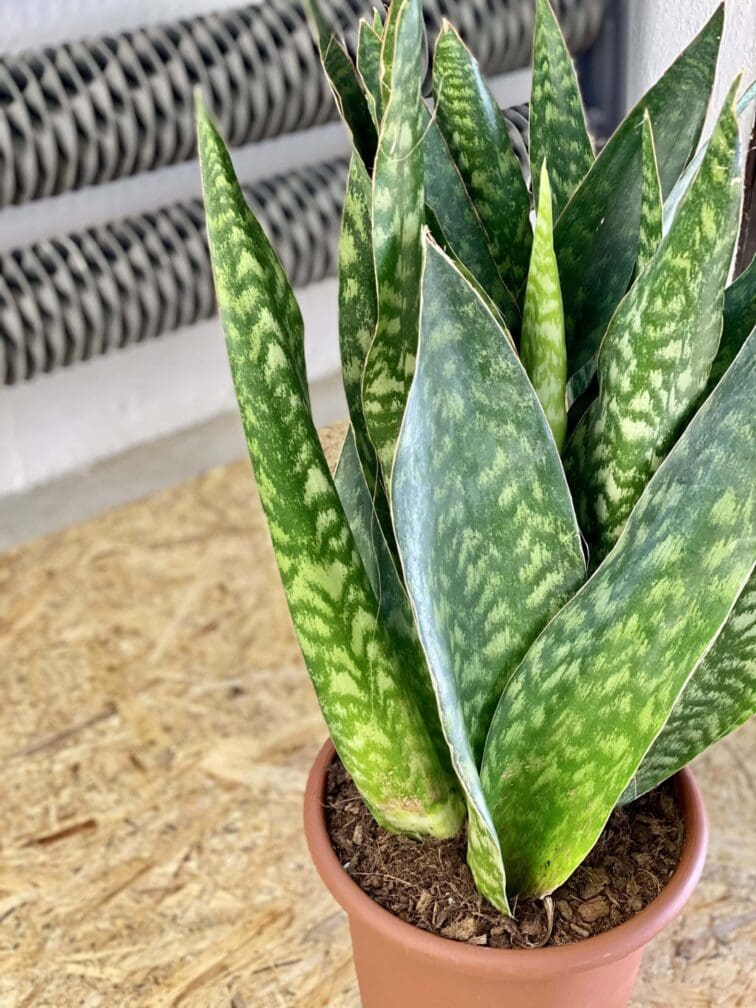 Zdjęcie rośliny Sansevieria Jiboia, ujęcie 3