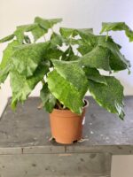 Zdjęcie rośliny Calathea Network (Mosaica), ujęcie 1