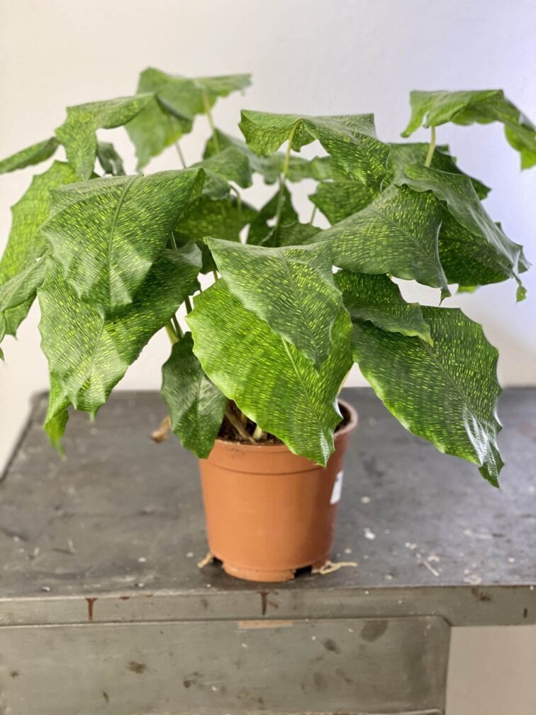 Zdjęcie rośliny Calathea Network (Mosaica), ujęcie 1