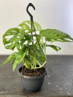 Zdjęcie rośliny Monstera Monkey Mask, ujęcie 2