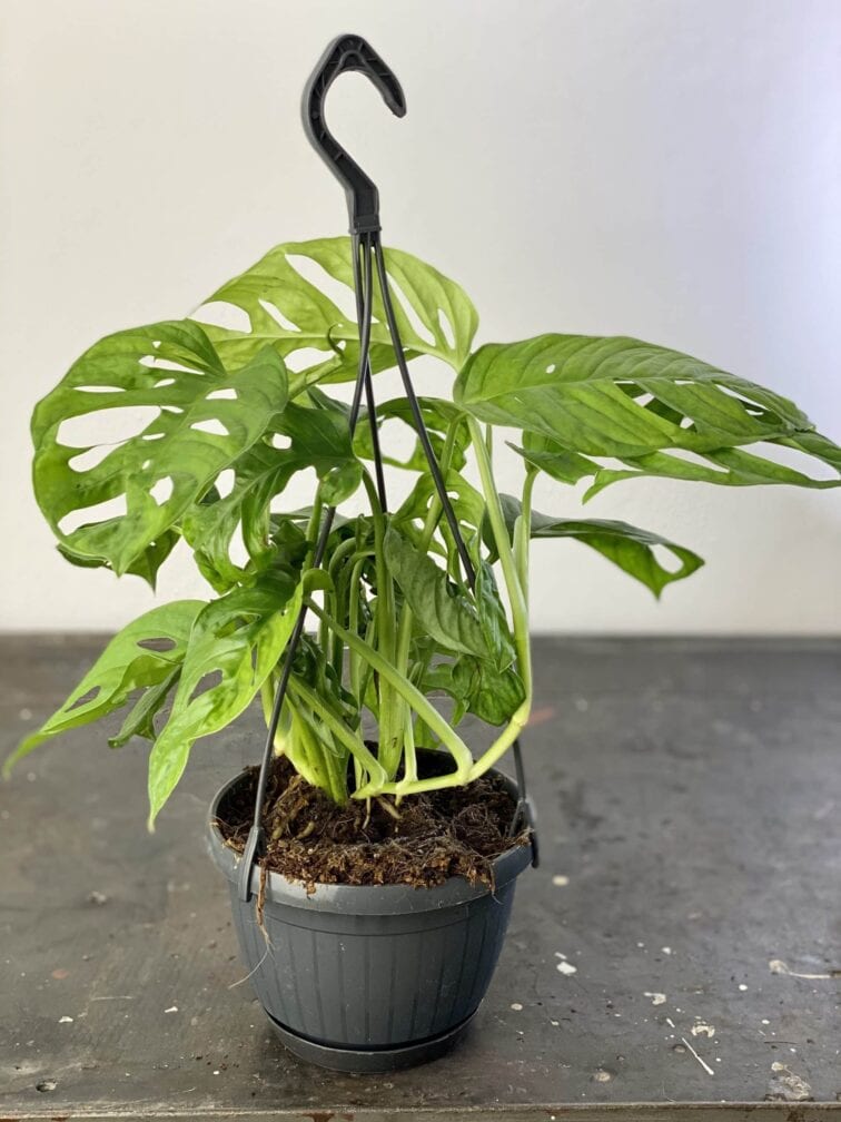 Zdjęcie rośliny Monstera Monkey Mask, ujęcie 2