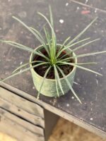 Zdjęcie rośliny Agave geminiflora (agawa), ujęcie 1