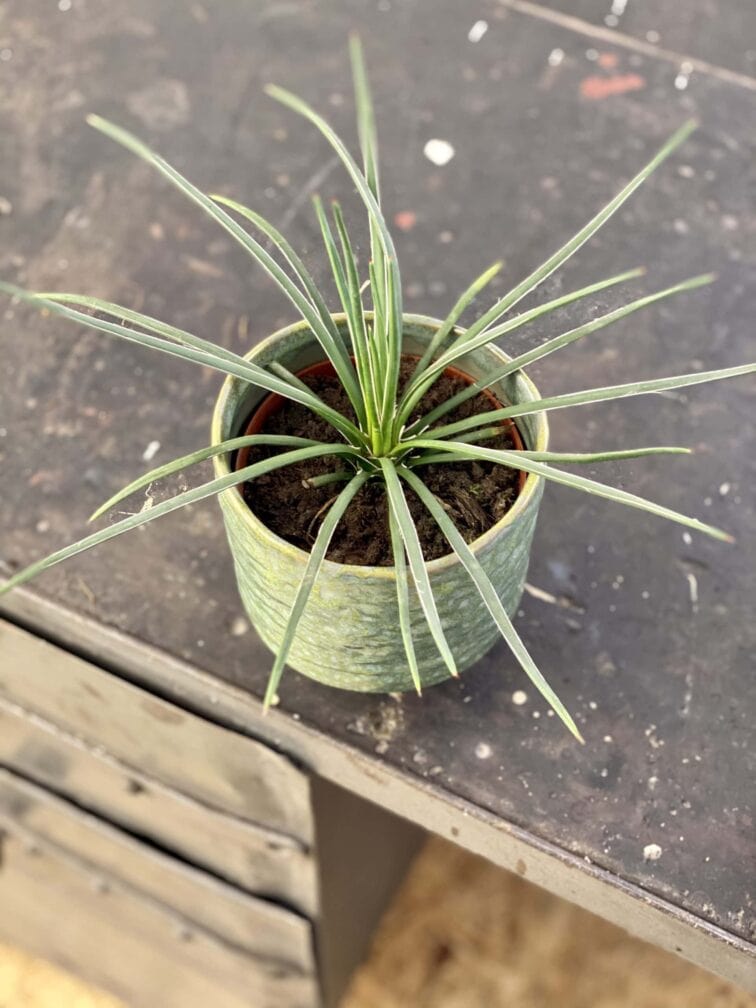 Zdjęcie rośliny Agave geminiflora (agawa), ujęcie 1