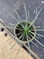 Zdjęcie rośliny Agave geminiflora (agawa), ujęcie 2