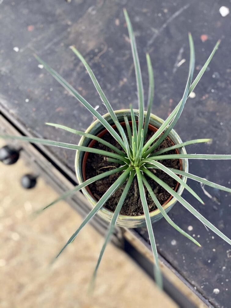 Zdjęcie rośliny Agave geminiflora (agawa), ujęcie 2