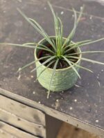 Zdjęcie rośliny Agave geminiflora (agawa), ujęcie 3