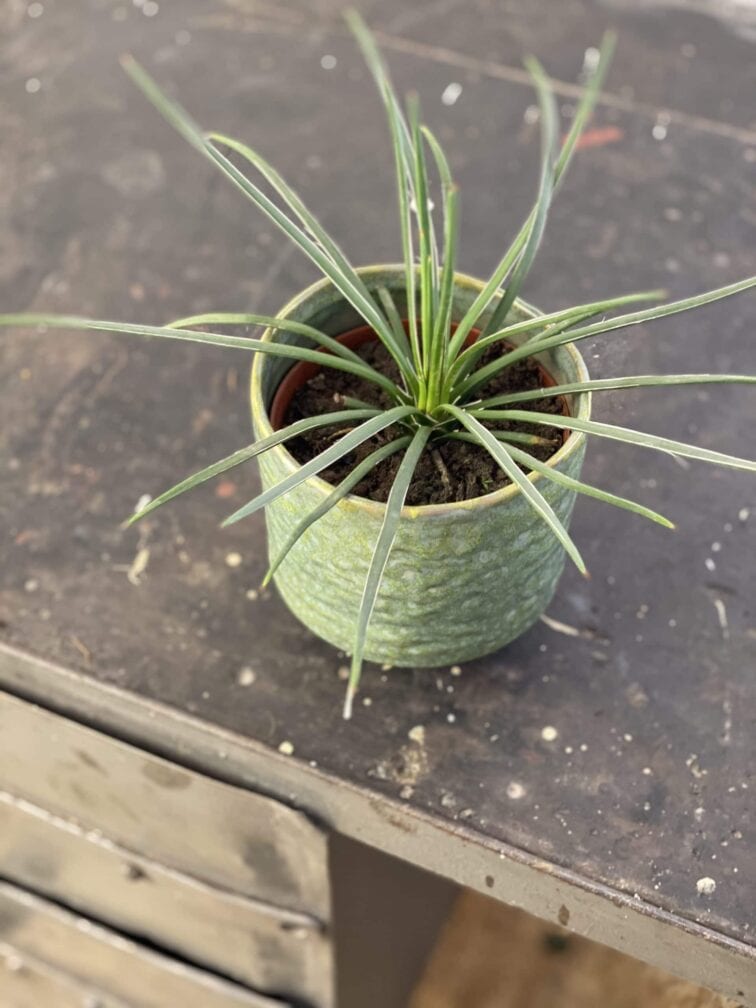 Zdjęcie rośliny Agave geminiflora (agawa), ujęcie 3