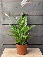Zdjęcie rośliny Spathiphyllum Alana, ujęcie 1