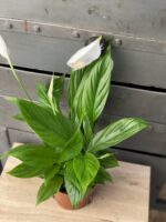 Zdjęcie rośliny Spathiphyllum Alana, ujęcie 2