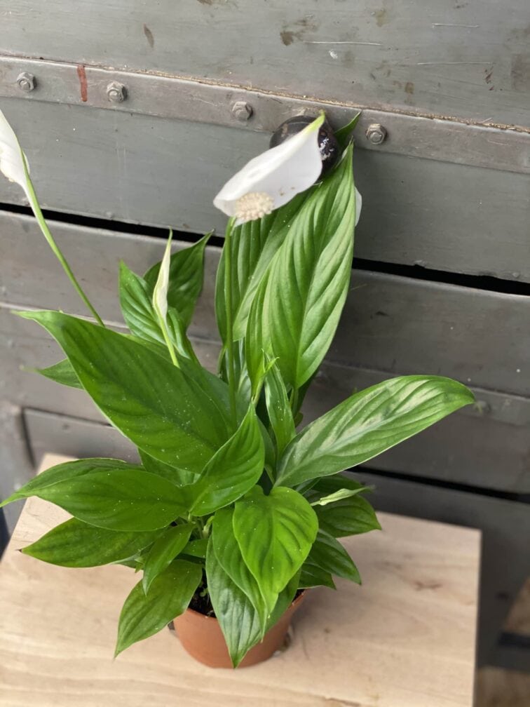 Zdjęcie rośliny Spathiphyllum Alana, ujęcie 2