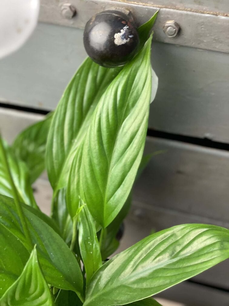 Zdjęcie rośliny Spathiphyllum Alana, ujęcie 3