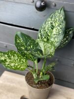 Zdjęcie rośliny Aglaonema Snow White, ujęcie 1