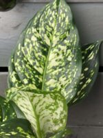 Zdjęcie rośliny Aglaonema Snow White, ujęcie 2