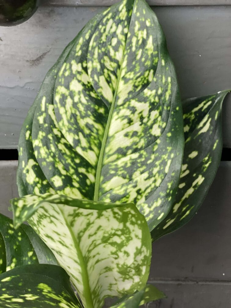 Zdjęcie rośliny Aglaonema Snow White, ujęcie 2