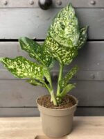 Zdjęcie rośliny Aglaonema Snow White, ujęcie 3
