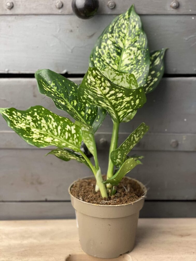Zdjęcie rośliny Aglaonema Snow White, ujęcie 3