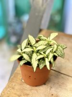 Zdjęcie rośliny Fittonia White Forest Flame, ujęcie 1