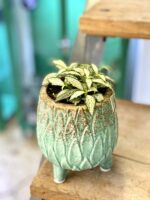 Zdjęcie rośliny Fittonia White Forest Flame, ujęcie 2