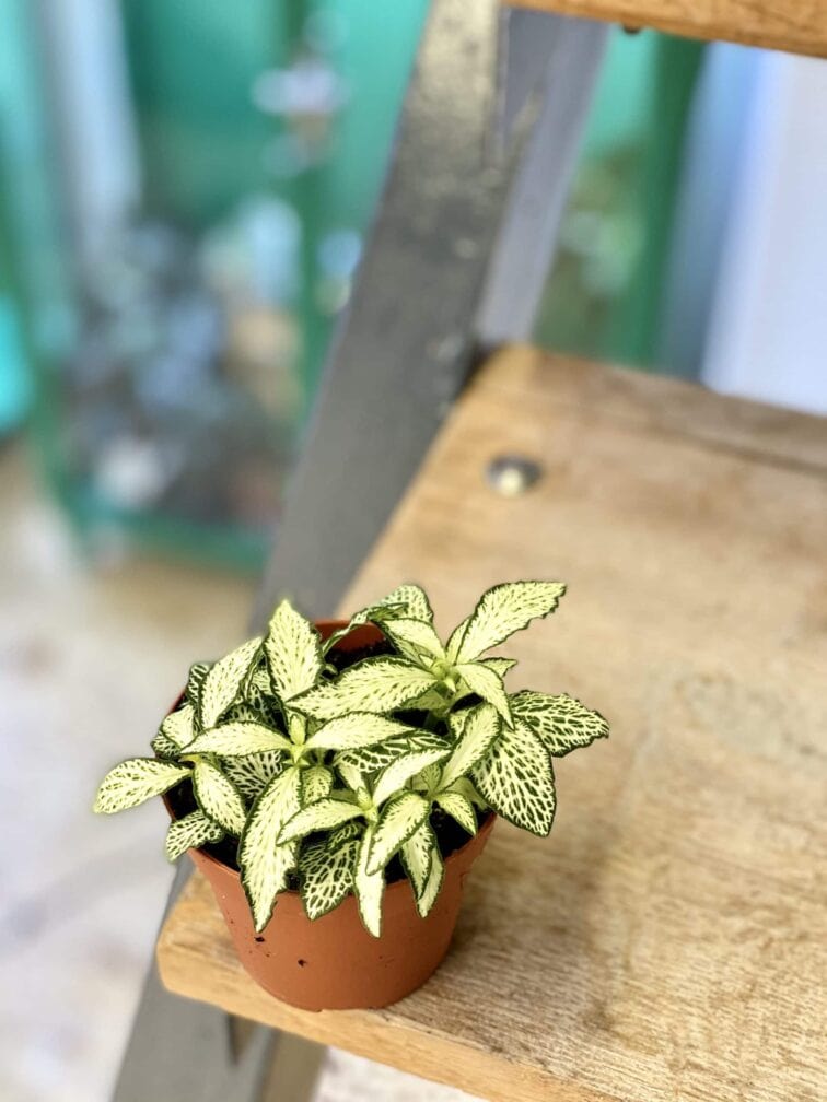 Zdjęcie rośliny Fittonia White Forest Flame, ujęcie 3
