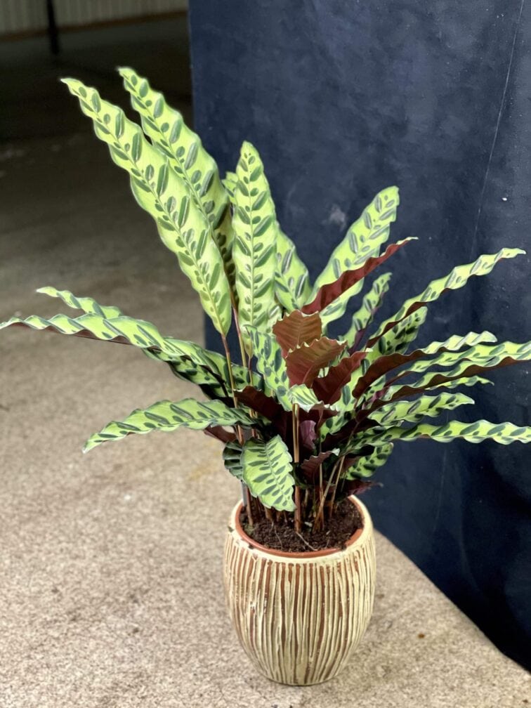 calathea-lancifolia_17x65-1_1611418354.0.jpg Zdjęcie rośliny Calathea Lancifolia, ujęcie 1