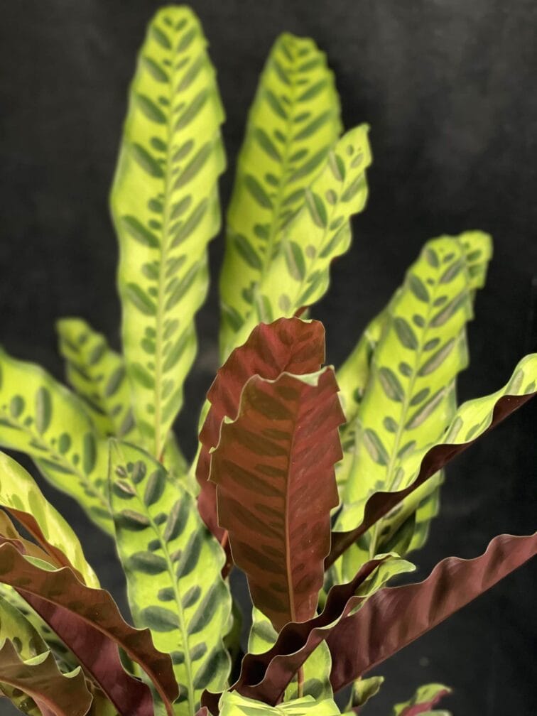 Zdjęcie rośliny Calathea Lancifolia, ujęcie 2