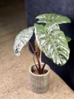 Zdjęcie rośliny Alocasia Nairobii Nights, ujęcie 1